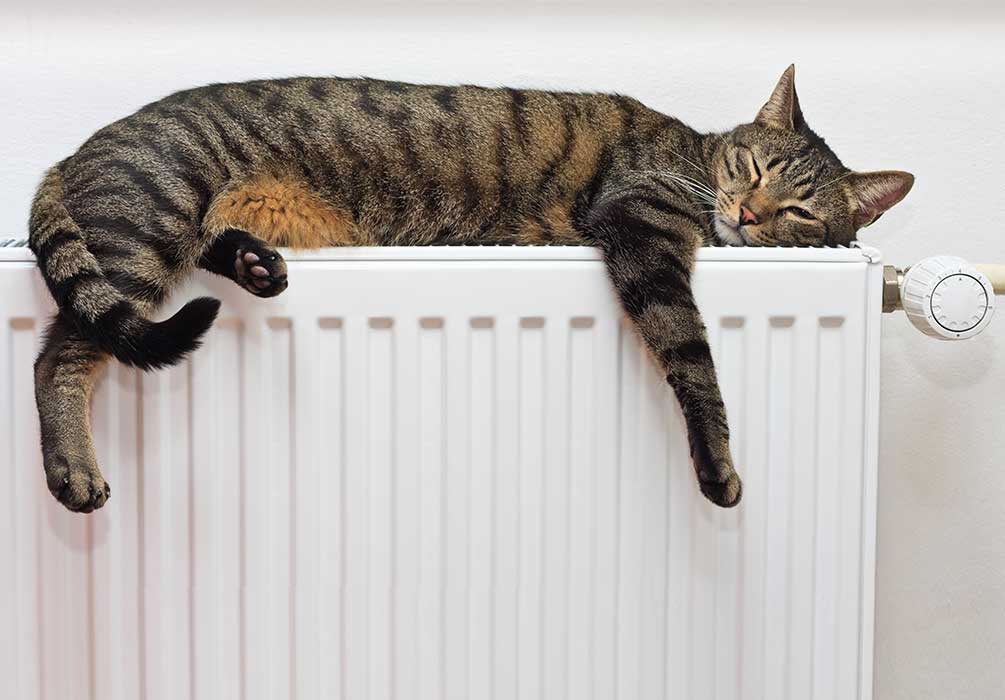 Bild på katt som sover på ett element