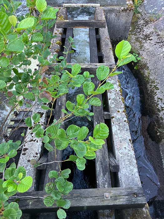 Fisktrappan vid fördämningen sommar