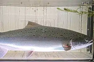 Nu är fiskkamerorna i gång – följ fiskvandringen i Säveån live