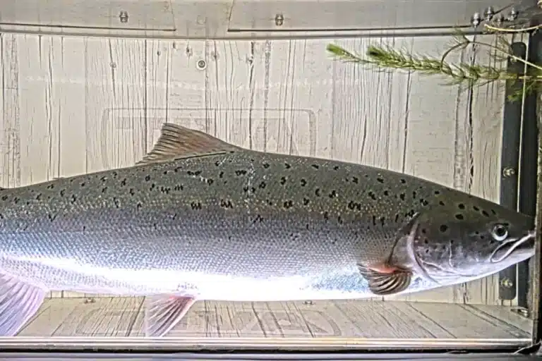 Nu är fiskkamerorna i gång – följ fiskvandringen i Säveån live