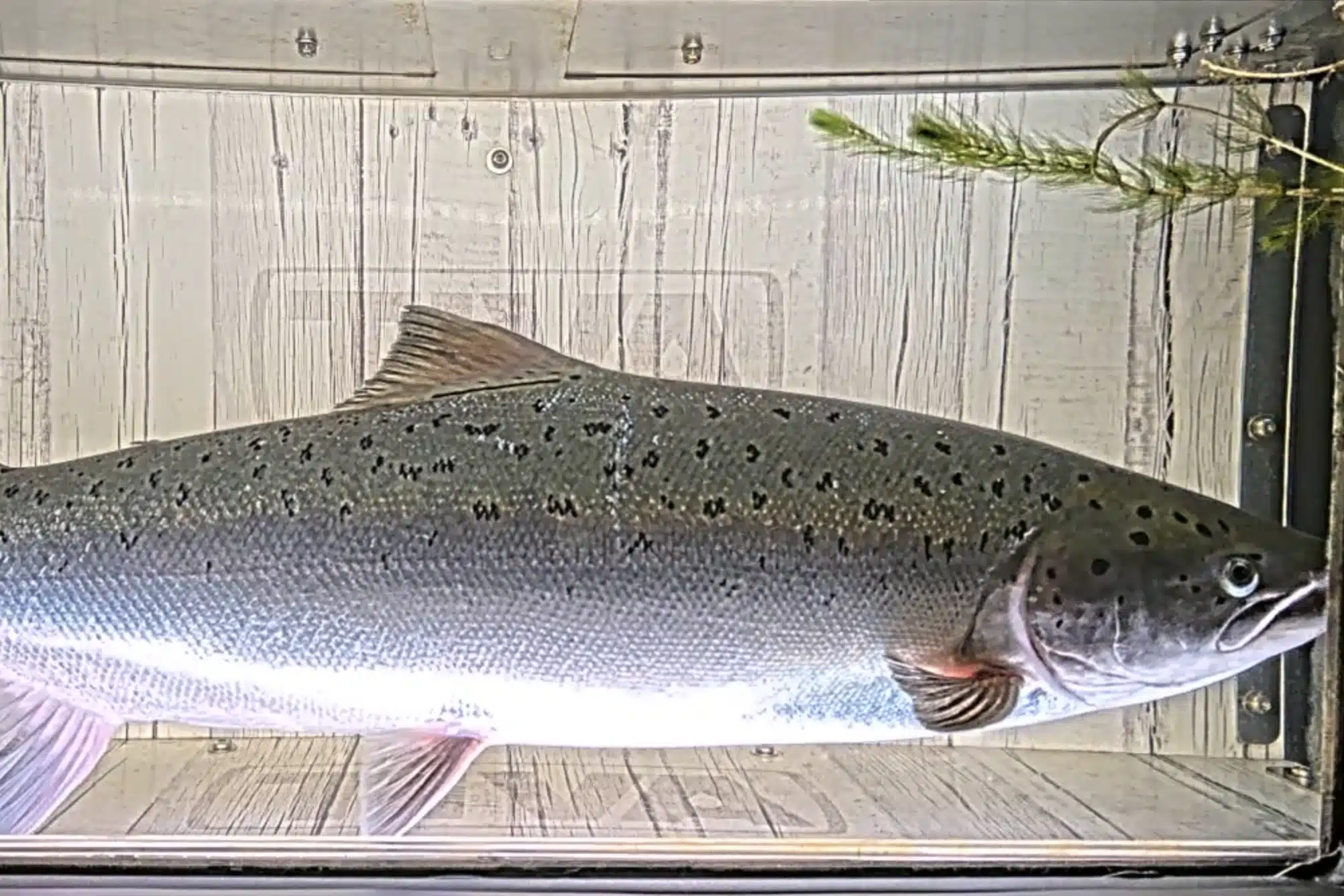 Fiskkamera lax web