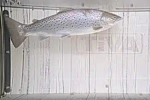 Nu är fiskkamerorna i gång – följ fiskvandringen i Säveån live