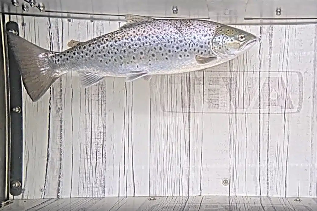 Fiskkamera Säveån